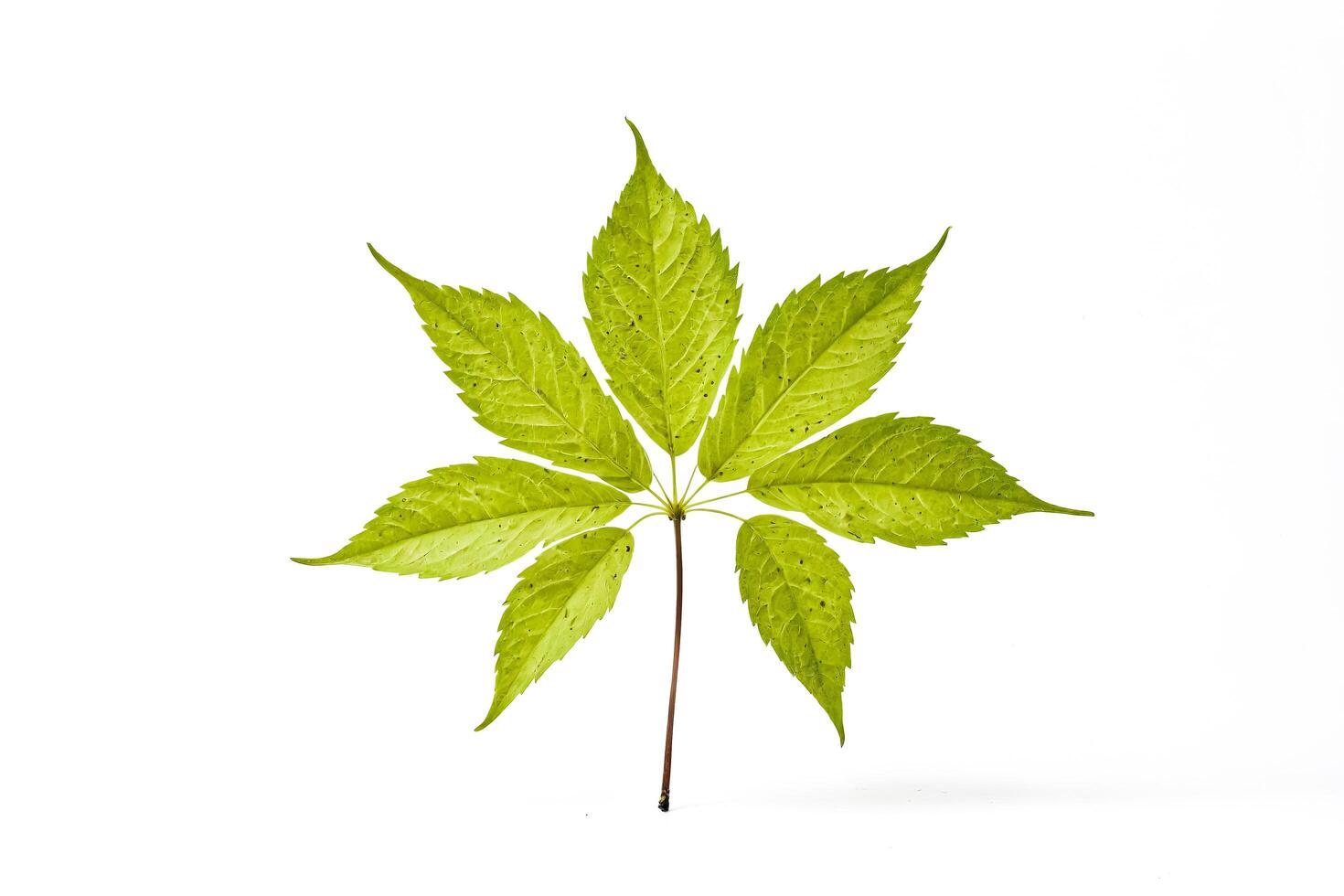 Single Green Leaf Isolated on White Background photo