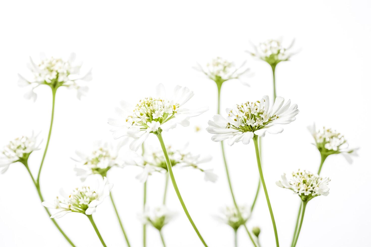 Delicate White Flowers with Green Stems Against a White Background photo