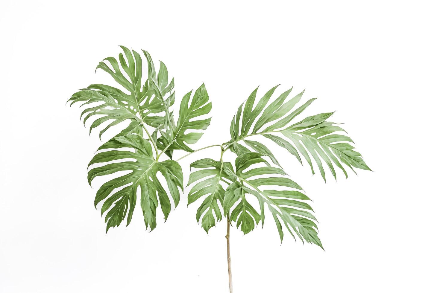 Green Tropical Leaves on White Background photo