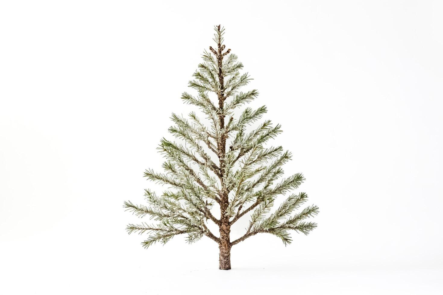 Small Pine Tree with Snow on the Branches photo