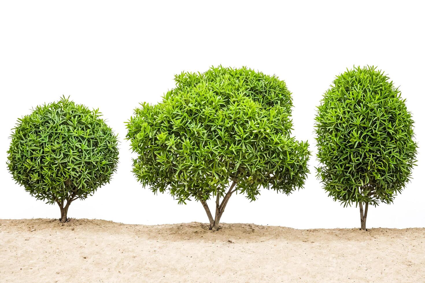 Three Green Trees Isolated on White Background photo