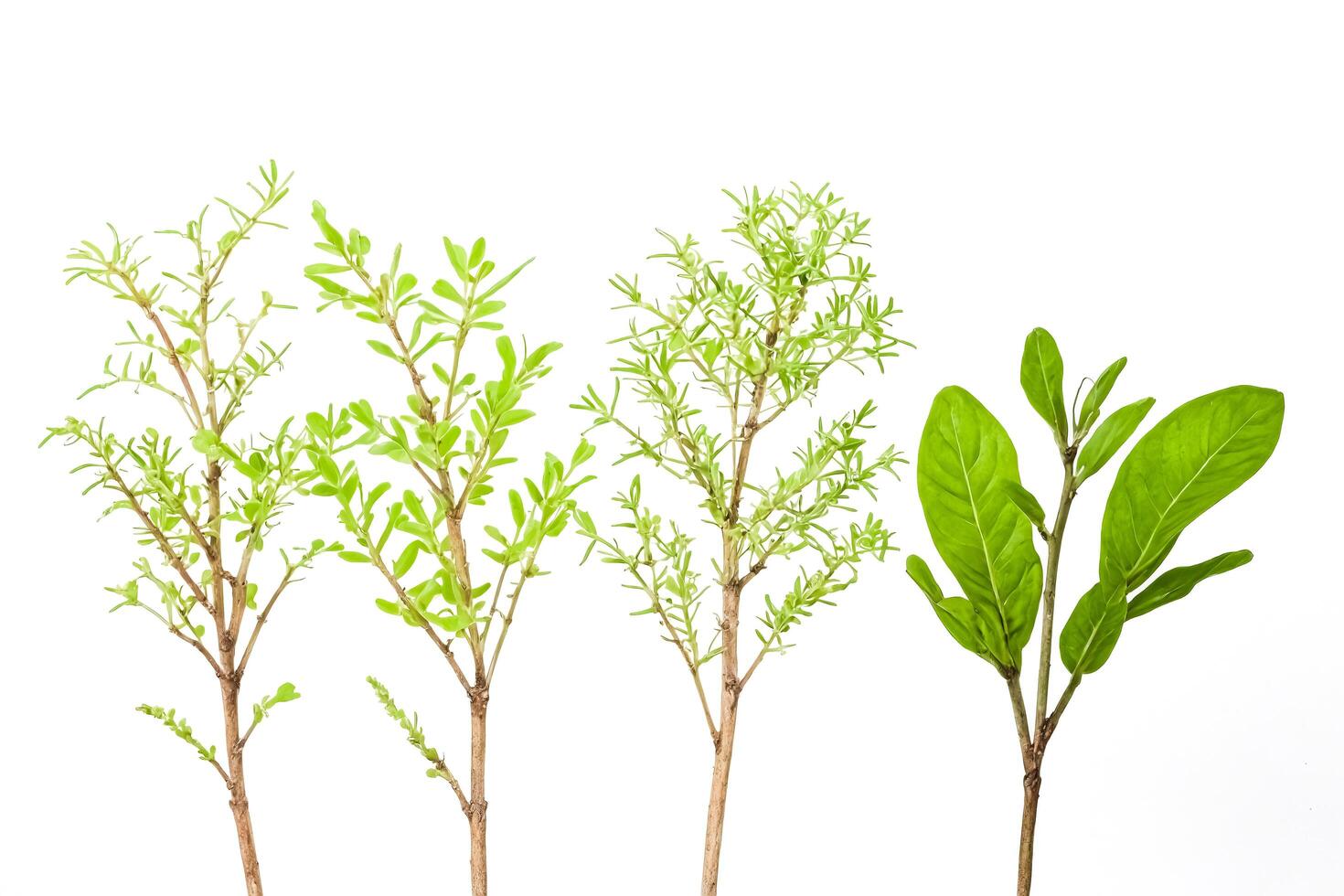 Four Green Branches with Leaves Isolated on White Background photo