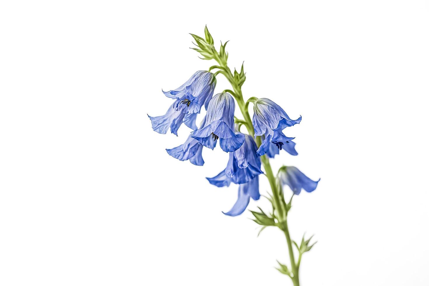 Bluebell flower on white background photo