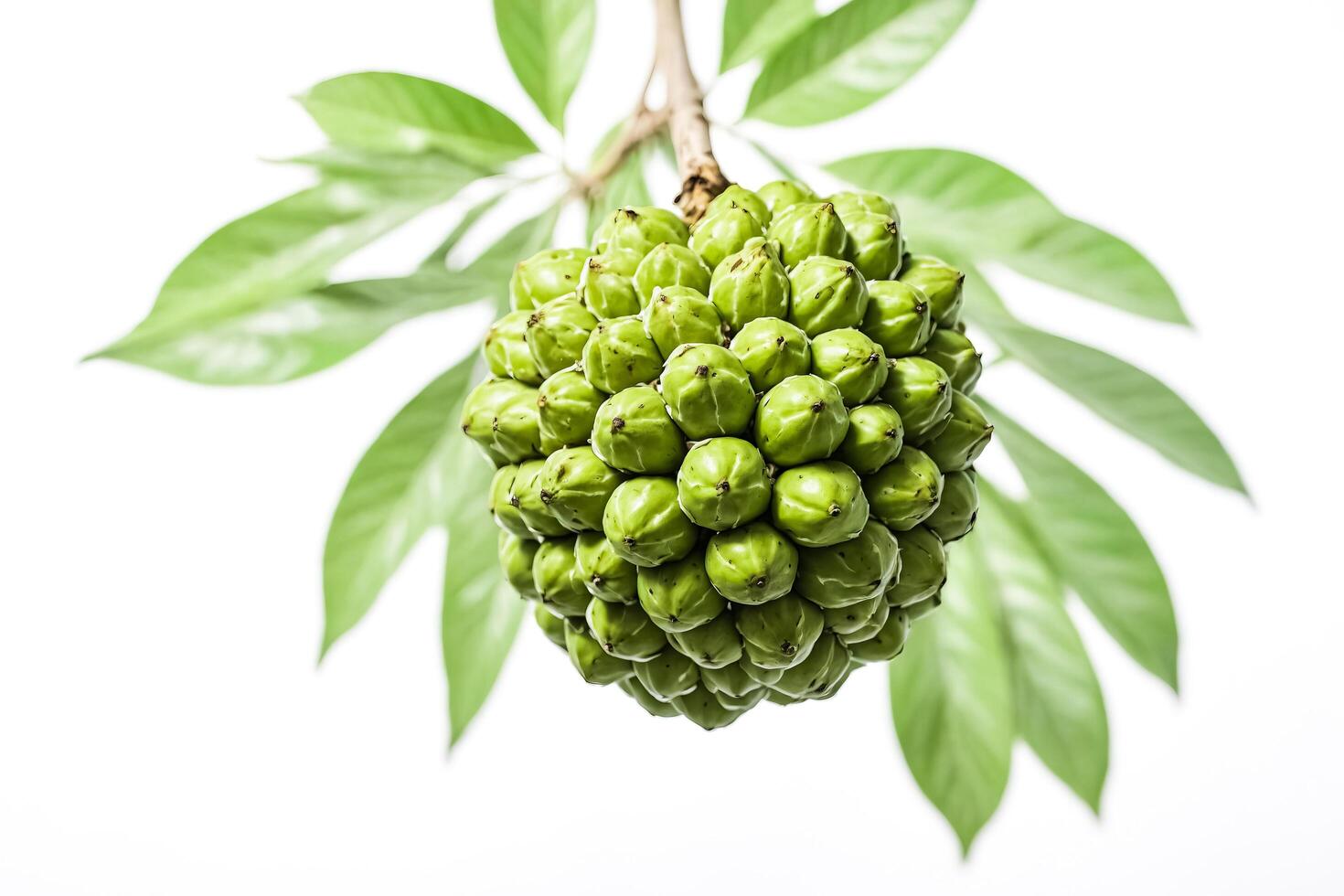 Green fruit hanging from a plant branch photo