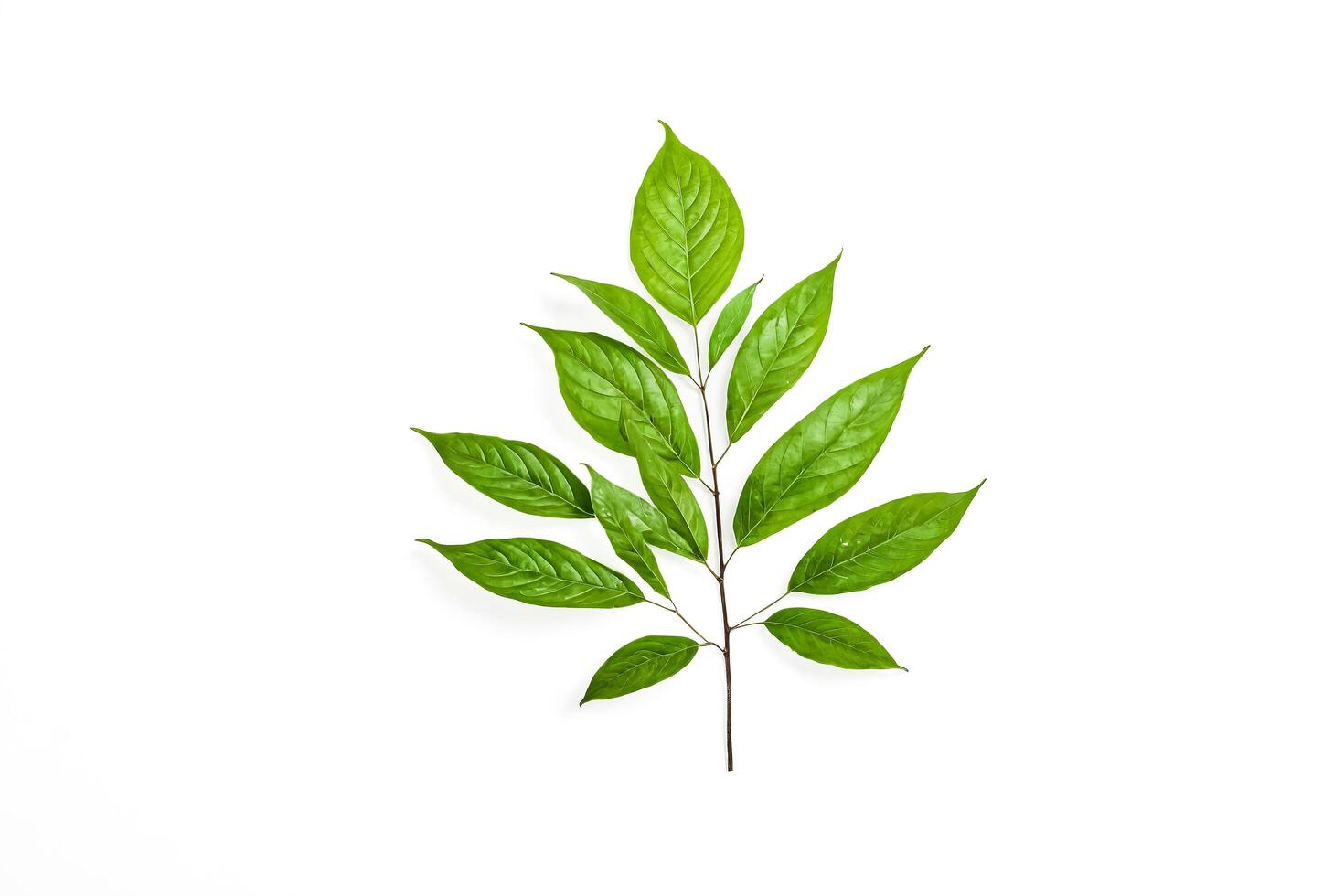Green Leaf Branch on White Background photo