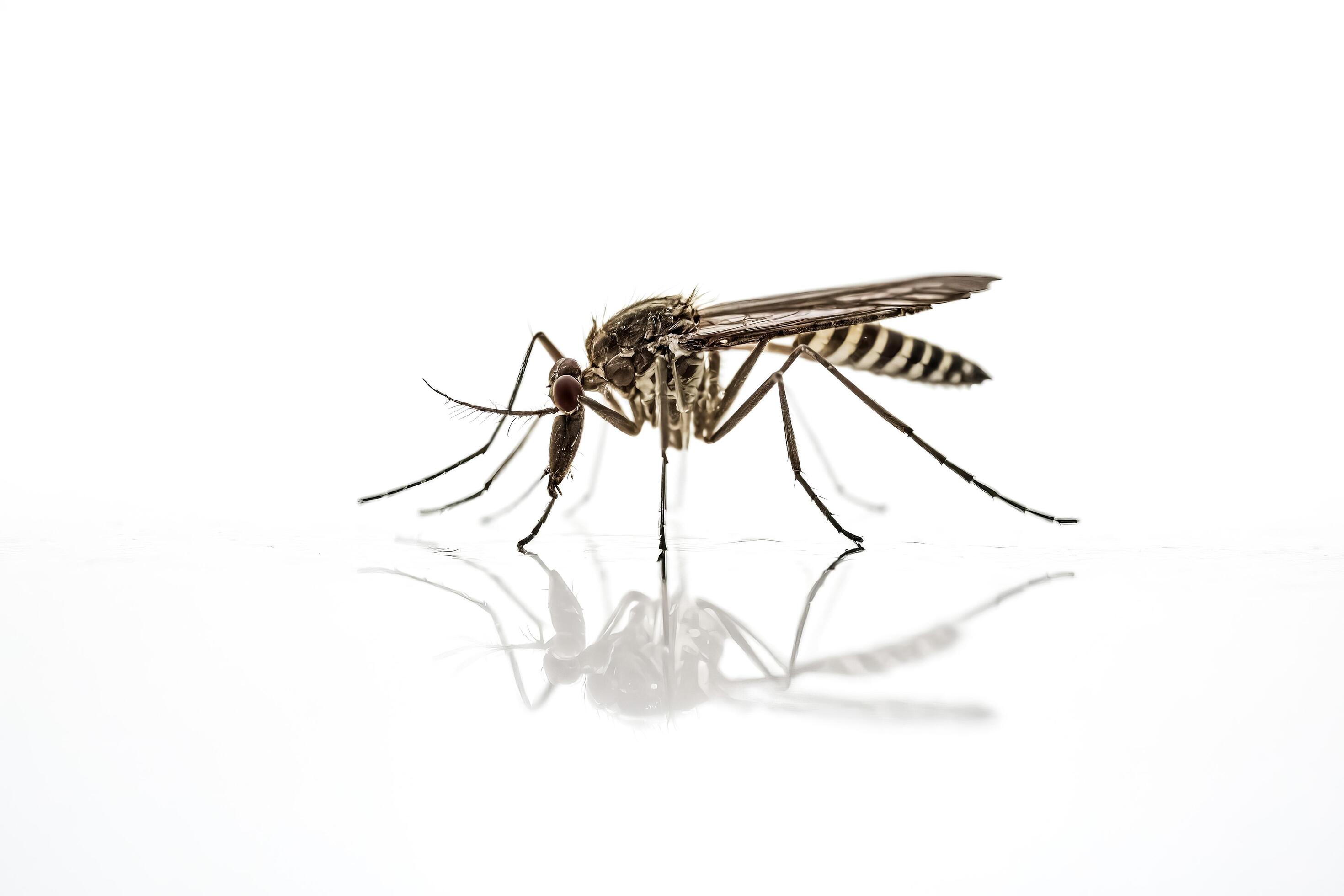 Mosquitos