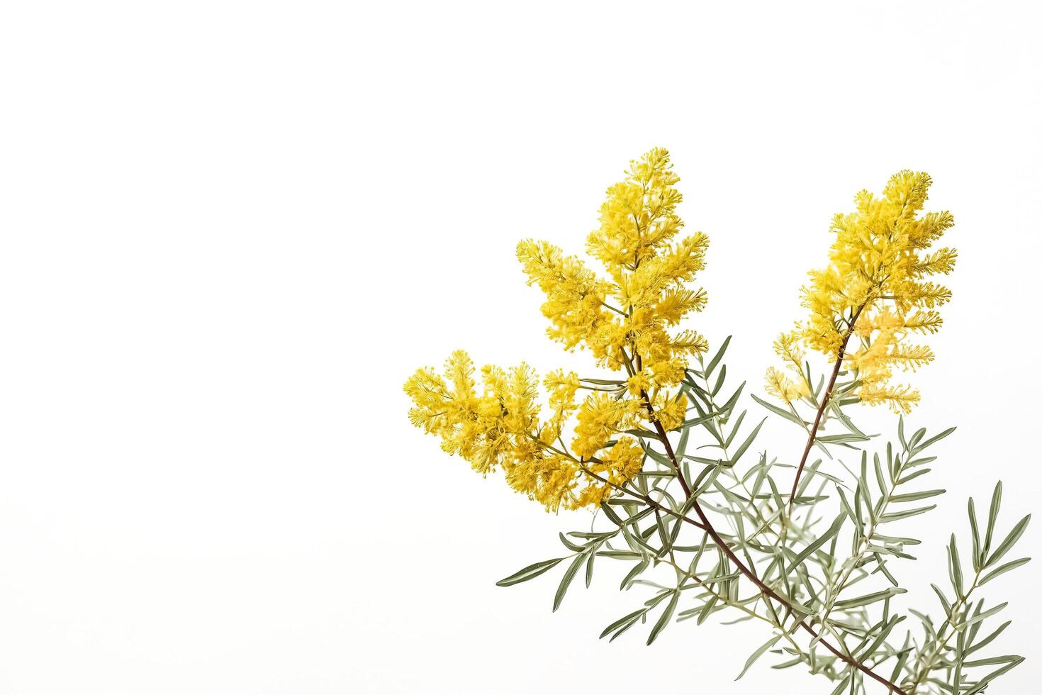 Yellow Mimosa Flowers Branch Isolated on White Background photo