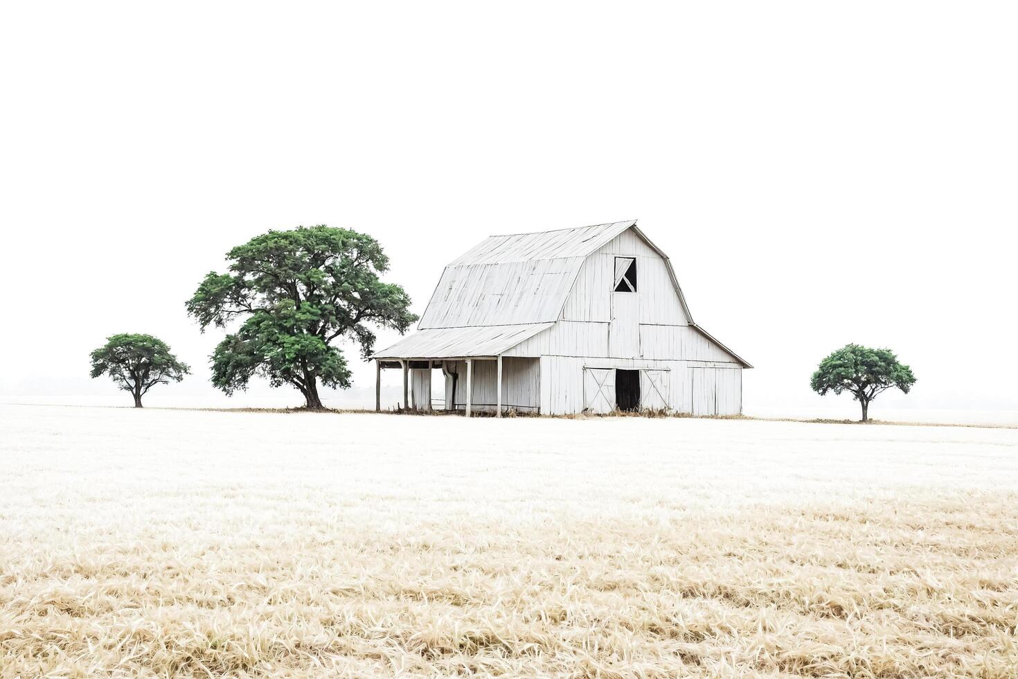 White Barn in a Field of Wheat photo