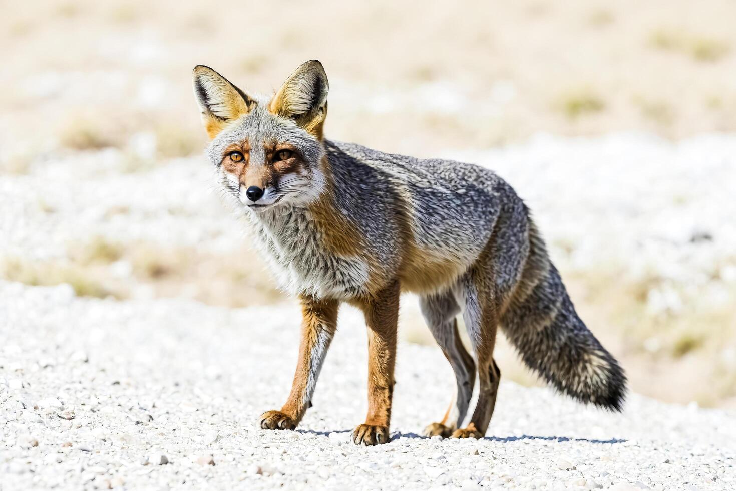 Grey fox standing on white gravel photo