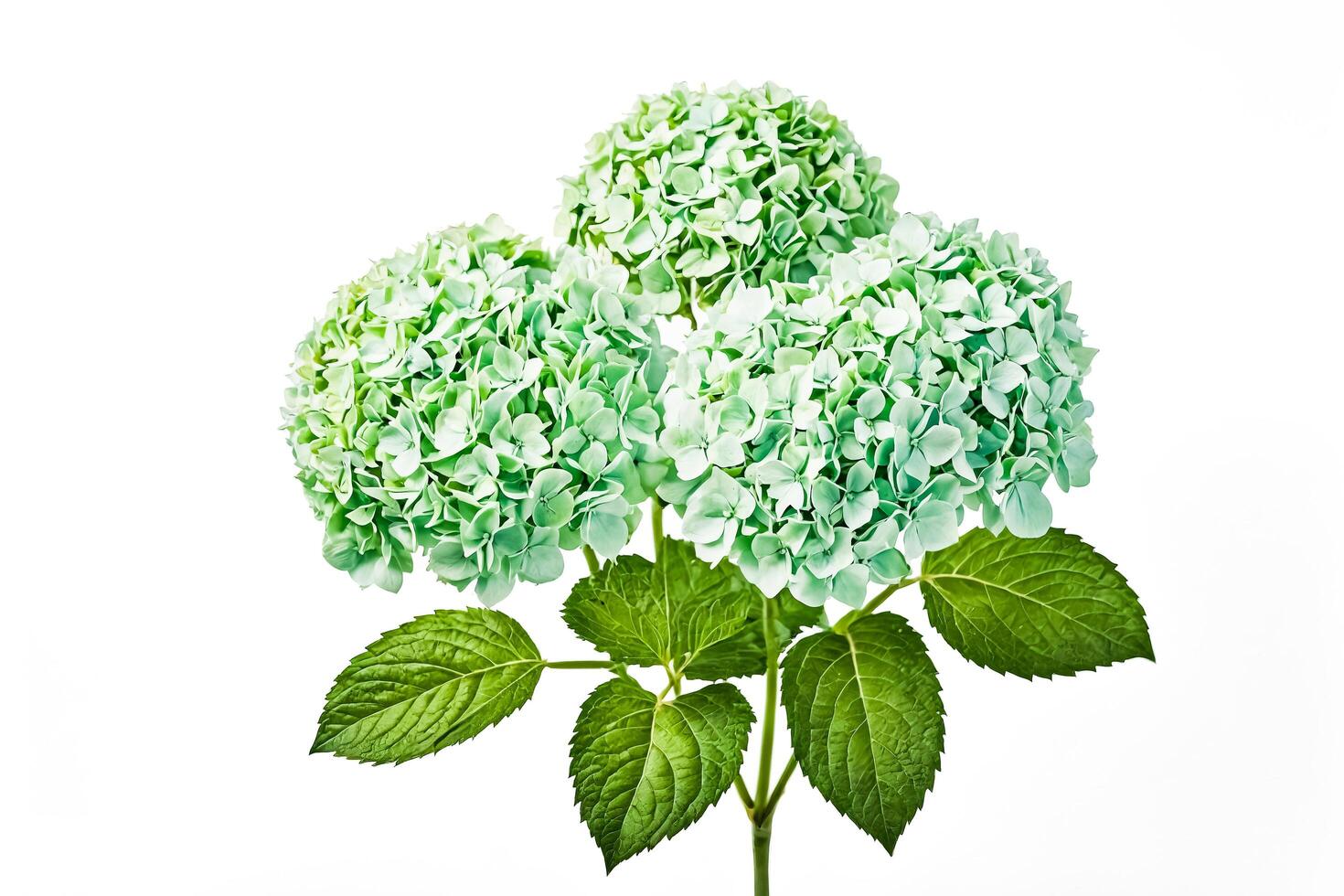 Green Hydrangea Flowers Isolated on White Background photo