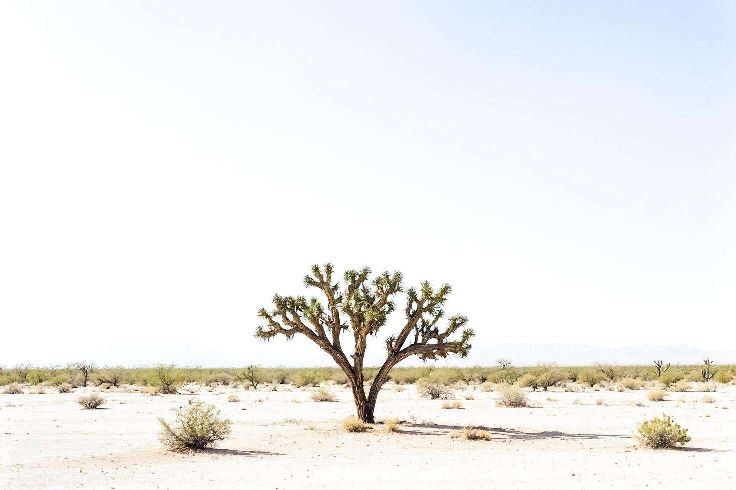 Lone Joshua Tree in the Desert photo