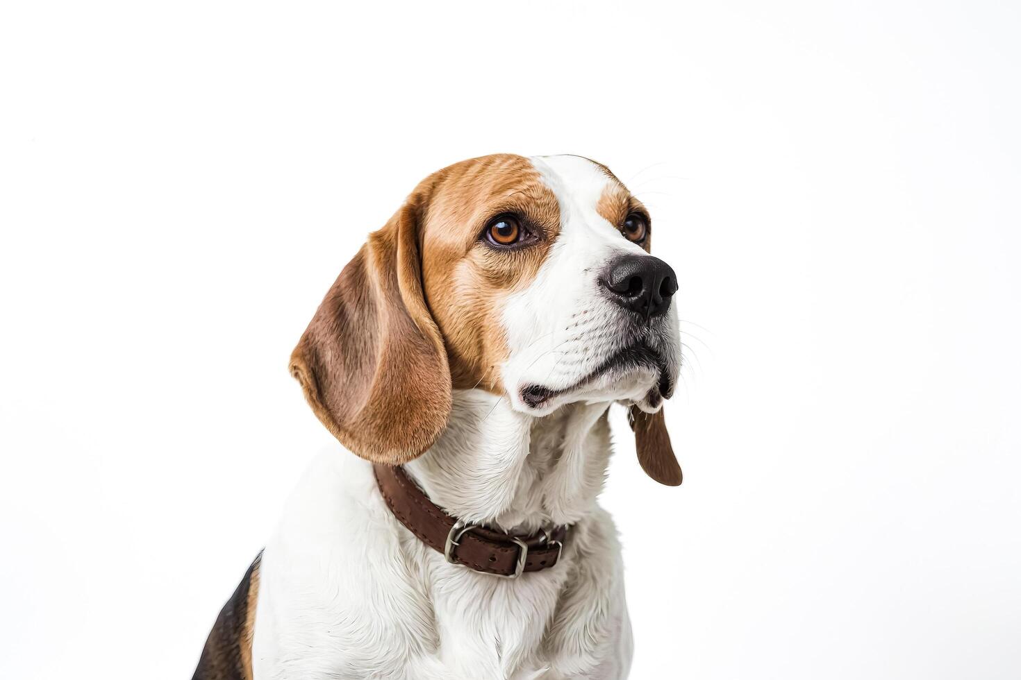 Closeup of a Beagle with a Leather Collar photo