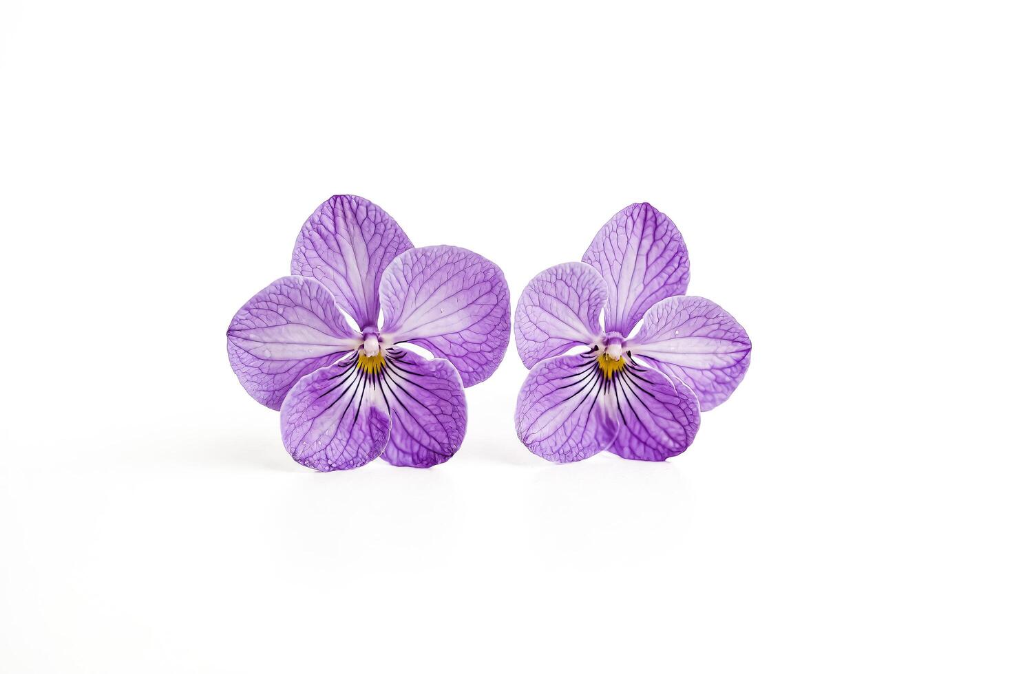 Two Purple Orchid Flowers on White Background photo