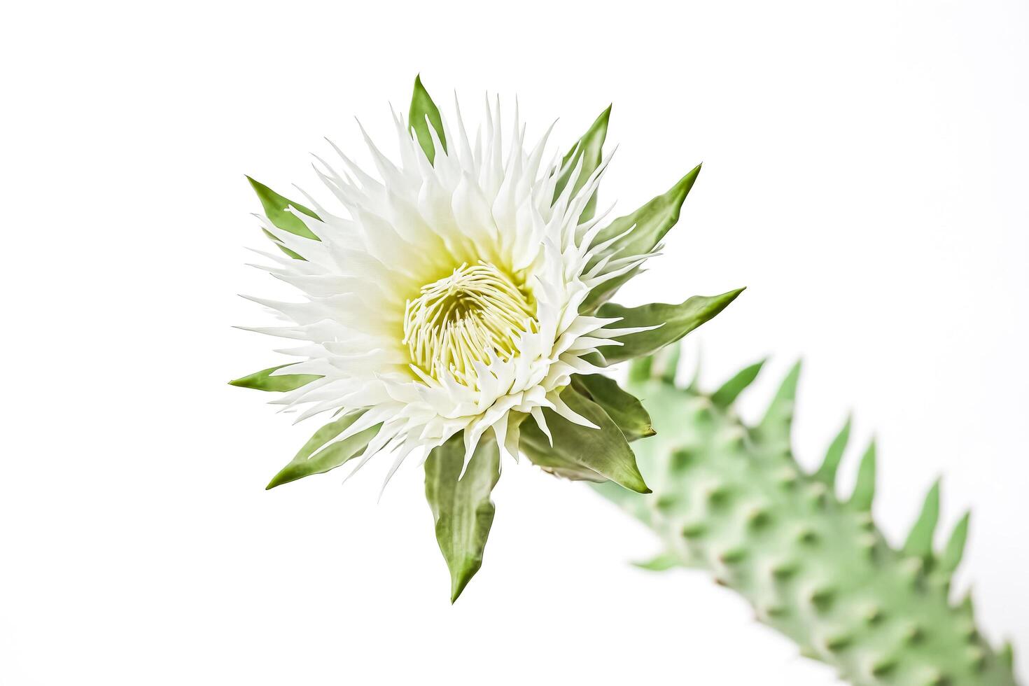 White Cactus Flower with Green Stem Isolated on White Background photo