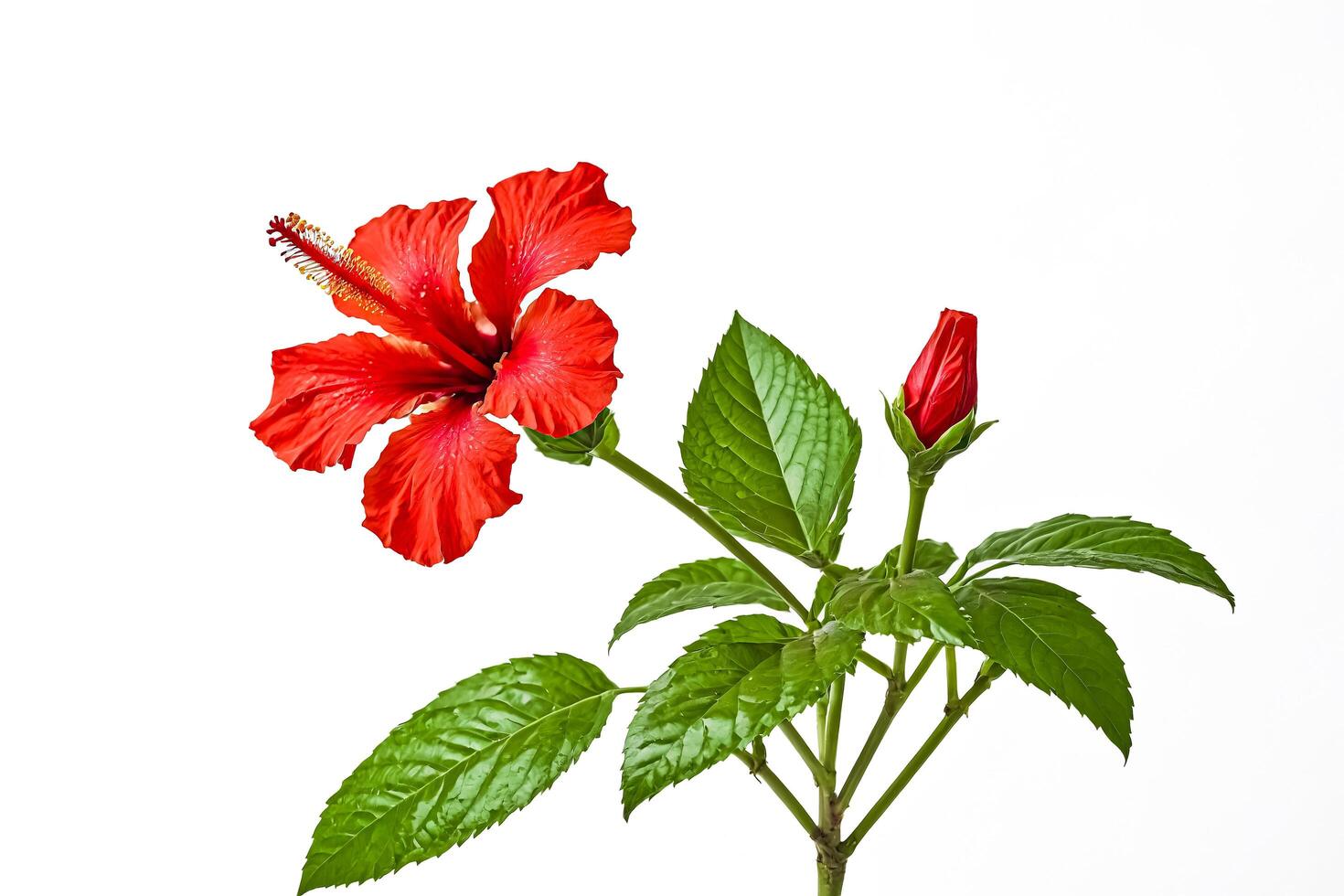 Red Hibiscus Flower with Bud and Green Leaves Isolated on White Background photo
