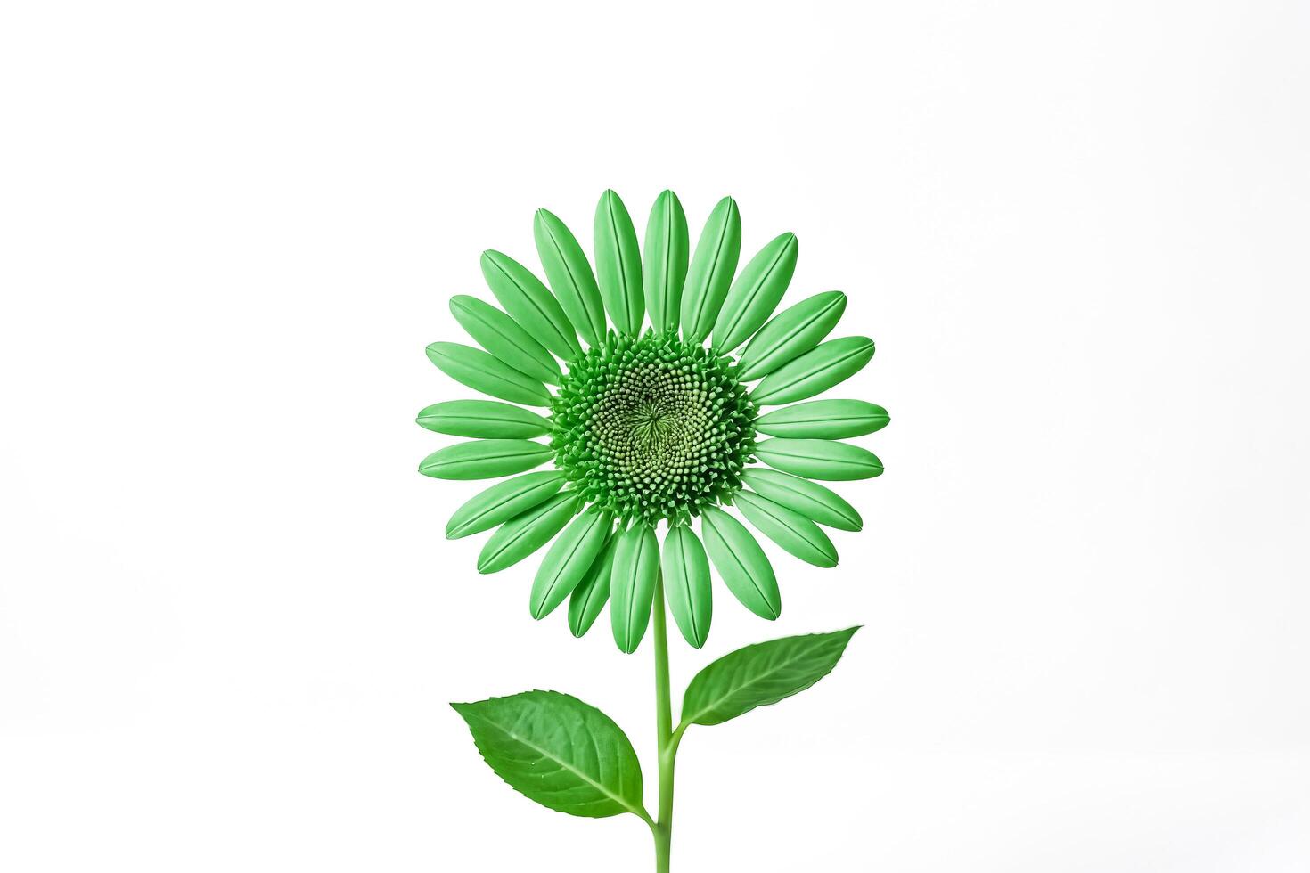 Green Flower on White Background photo