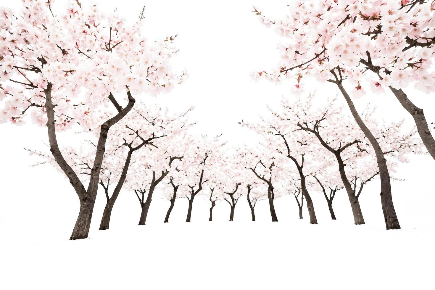 Cherry blossom trees in snow photo