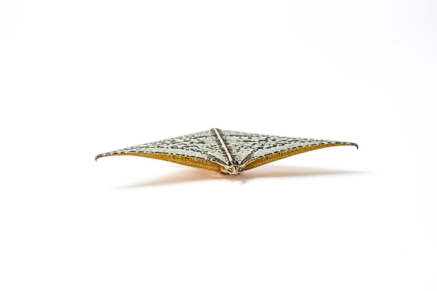 Closeup of a Butterfly with Intricate Patterns on Its Wings photo