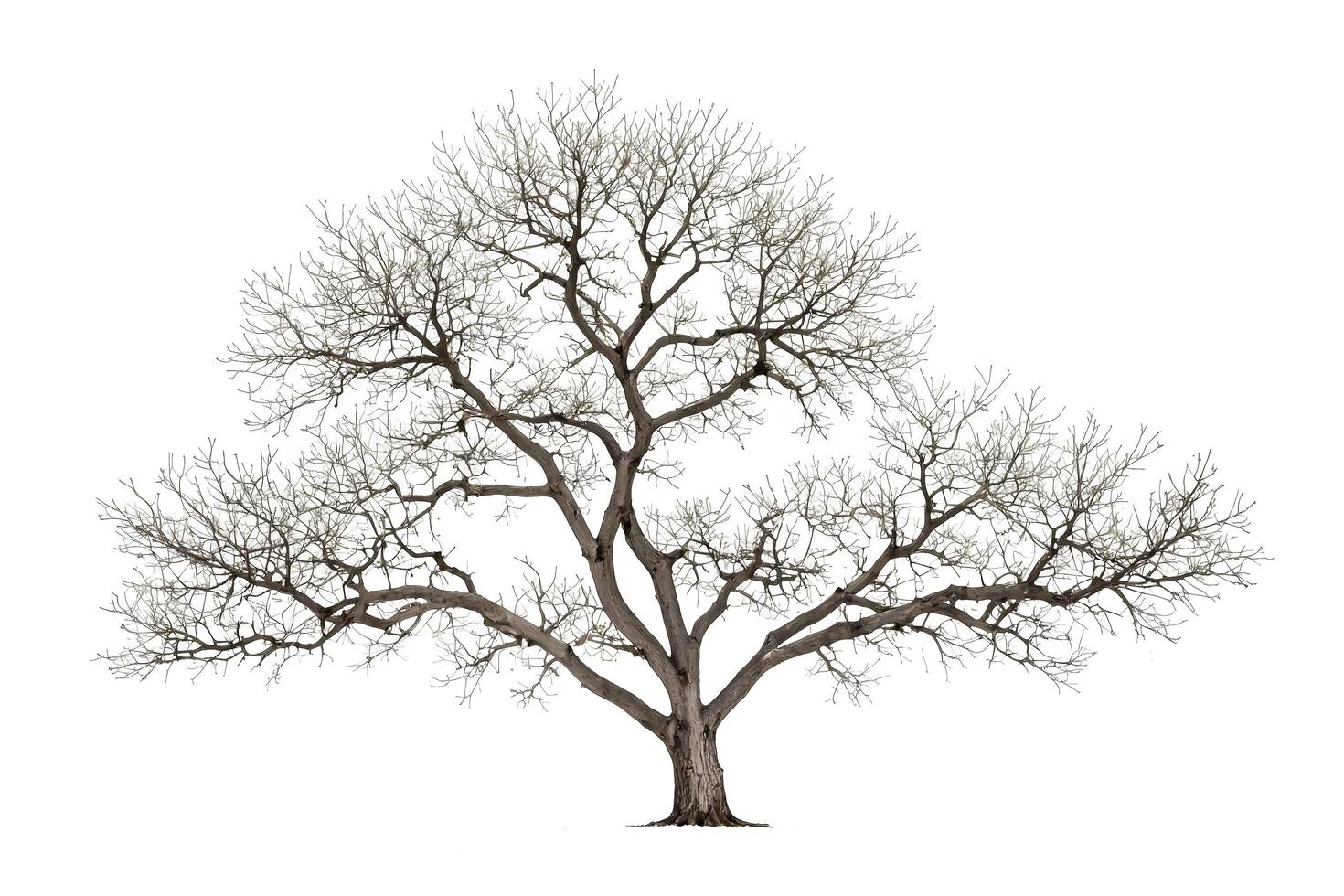 Bare Tree Silhouette Isolated on White Background photo