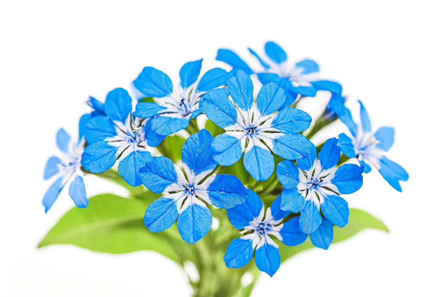 Blue Flowers on White Background photo