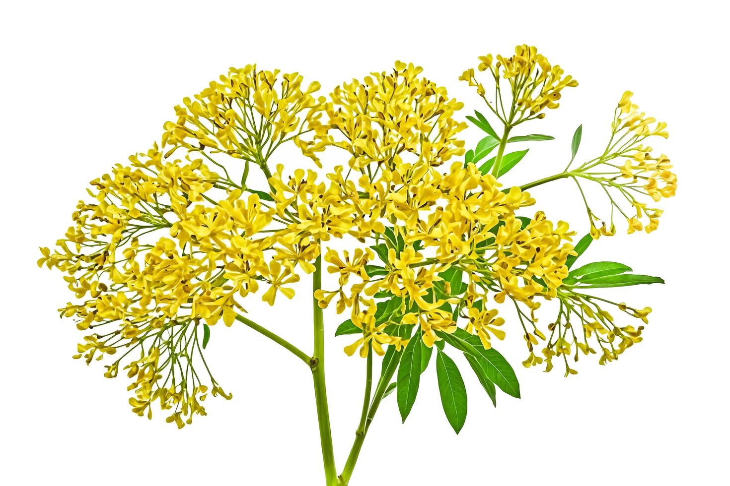 Yellow Flower Branch Isolated on White Background photo