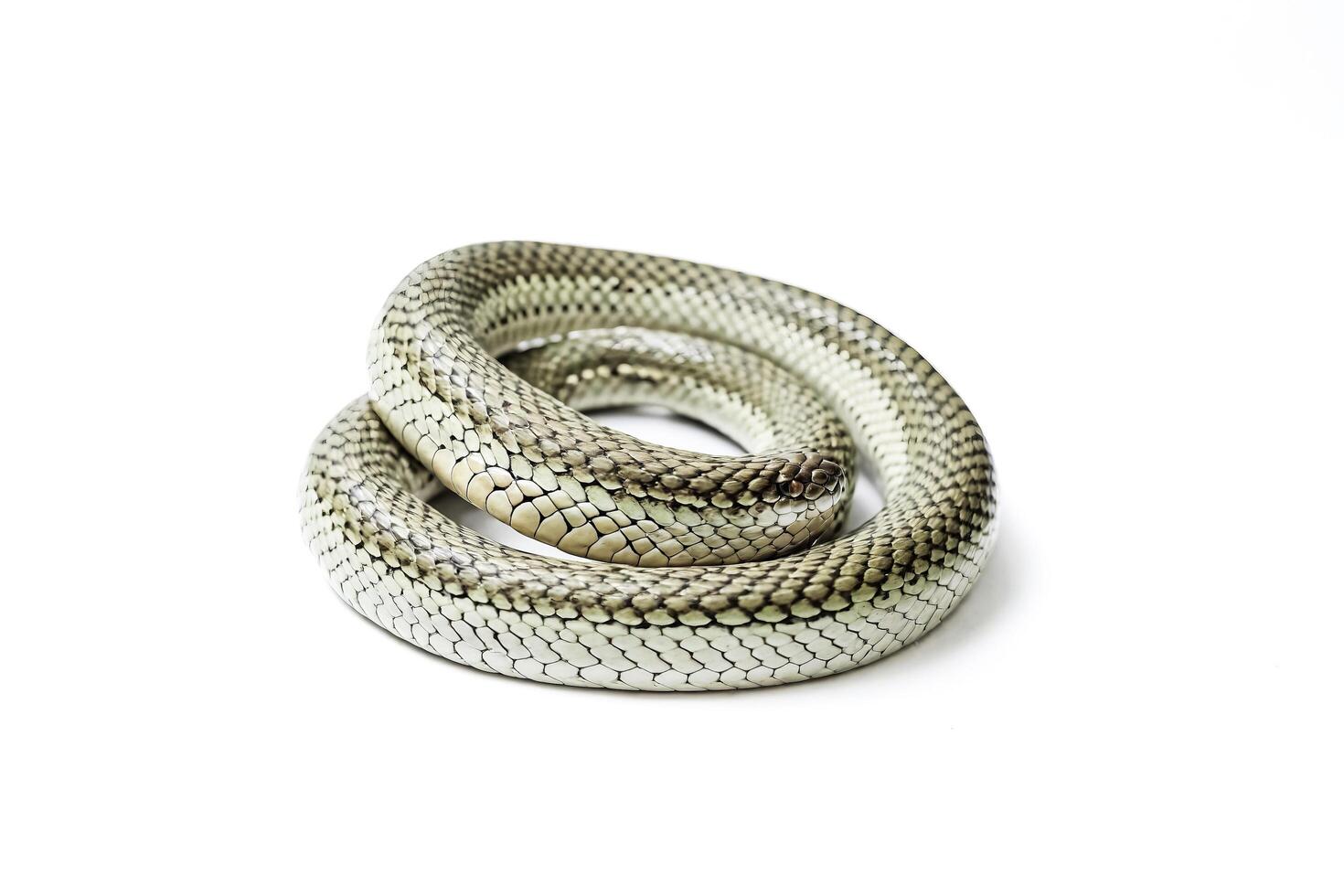 Snake Coiled on White Background photo
