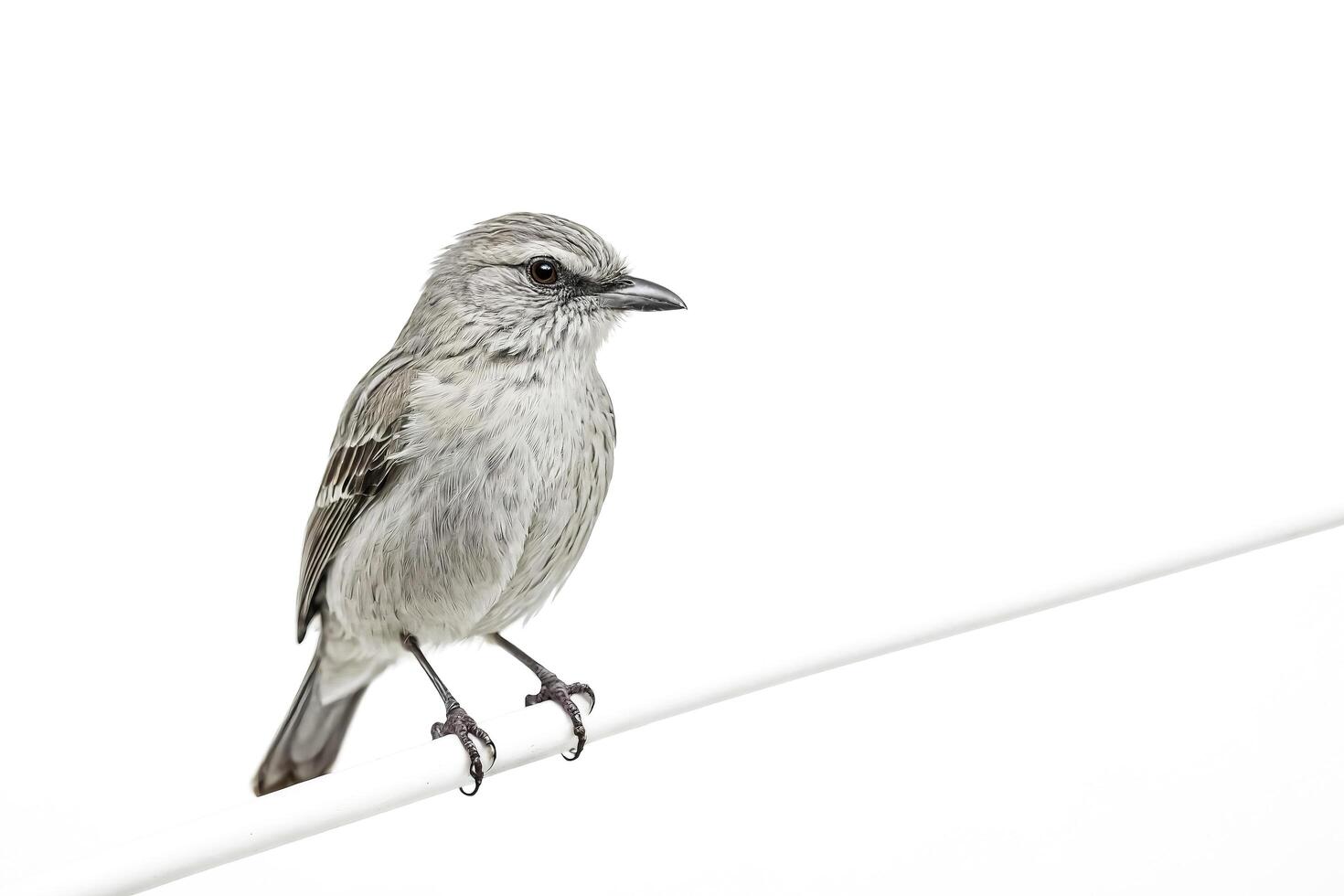Grey Bird Perched on White Rod photo
