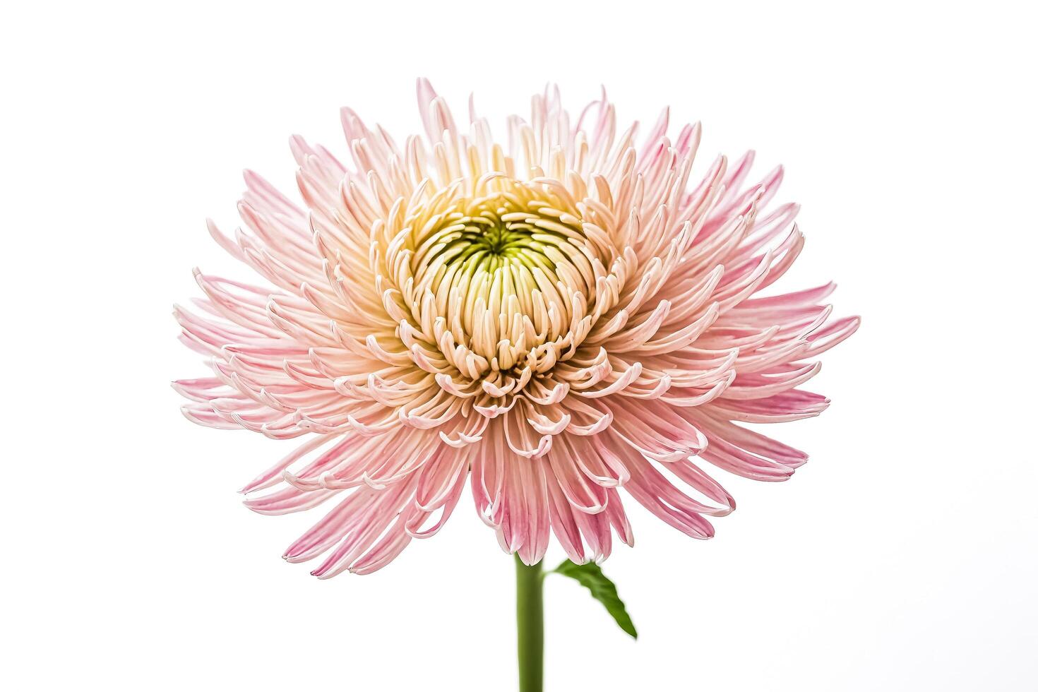 Pink Chrysanthemum Flower Isolated on White Background photo
