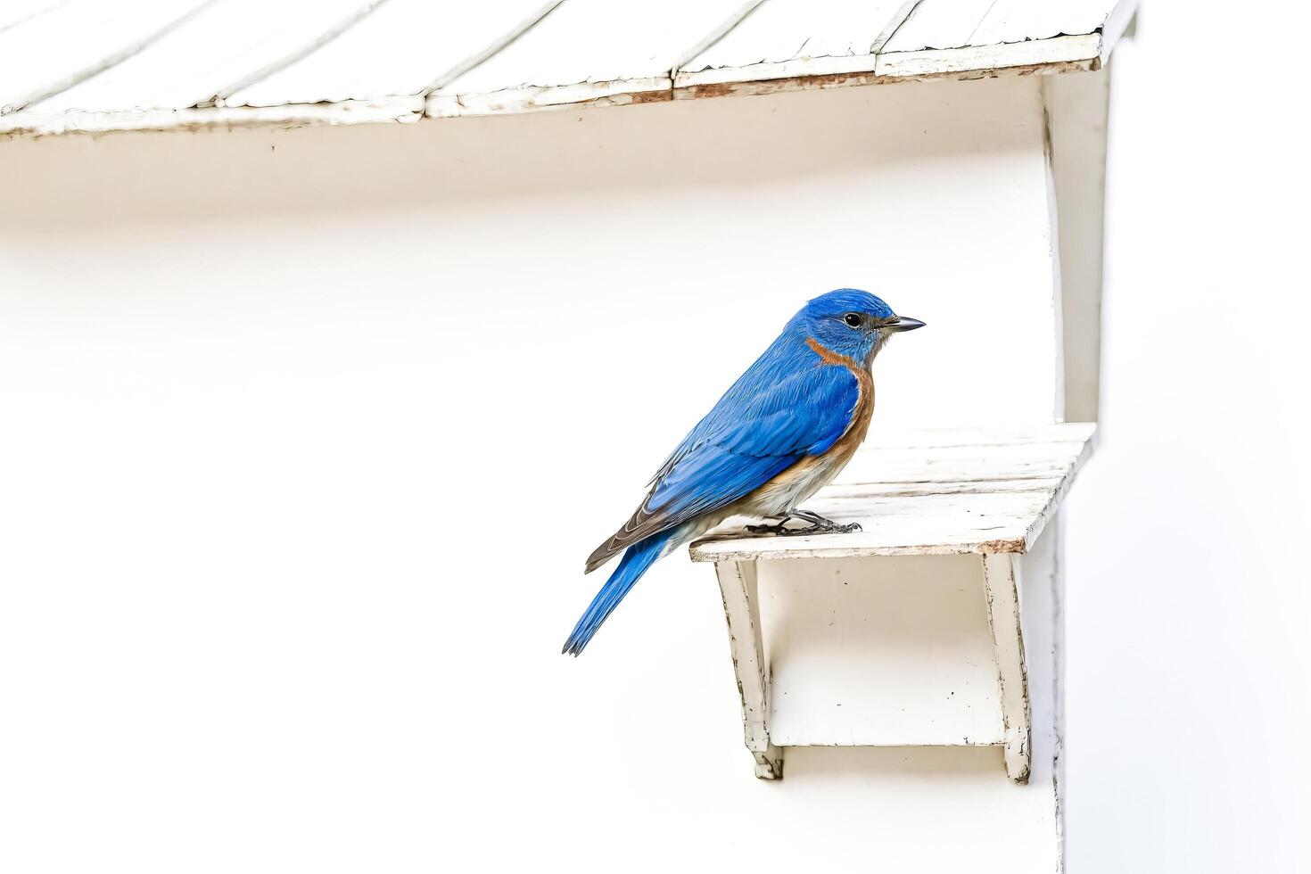 Bluebird on a White Birdhouse photo