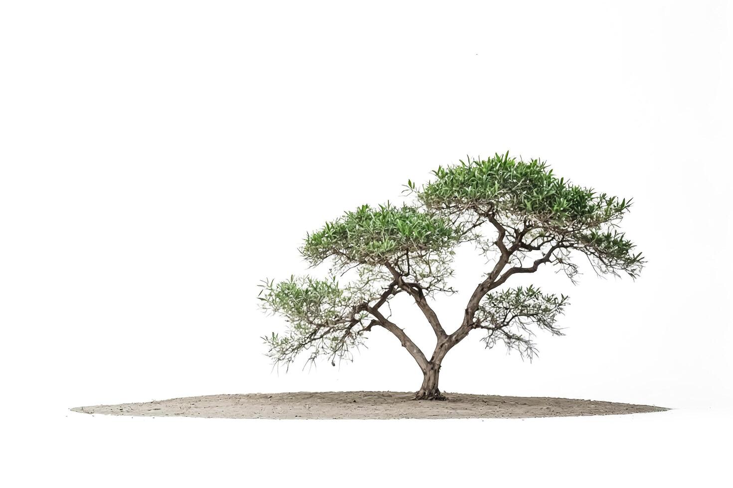 Single Tree in a Desert Landscape photo