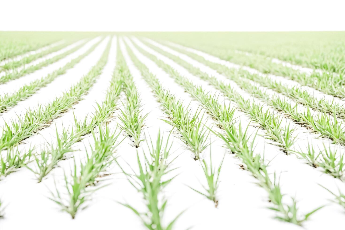 Rows of pineapple plants in a field photo