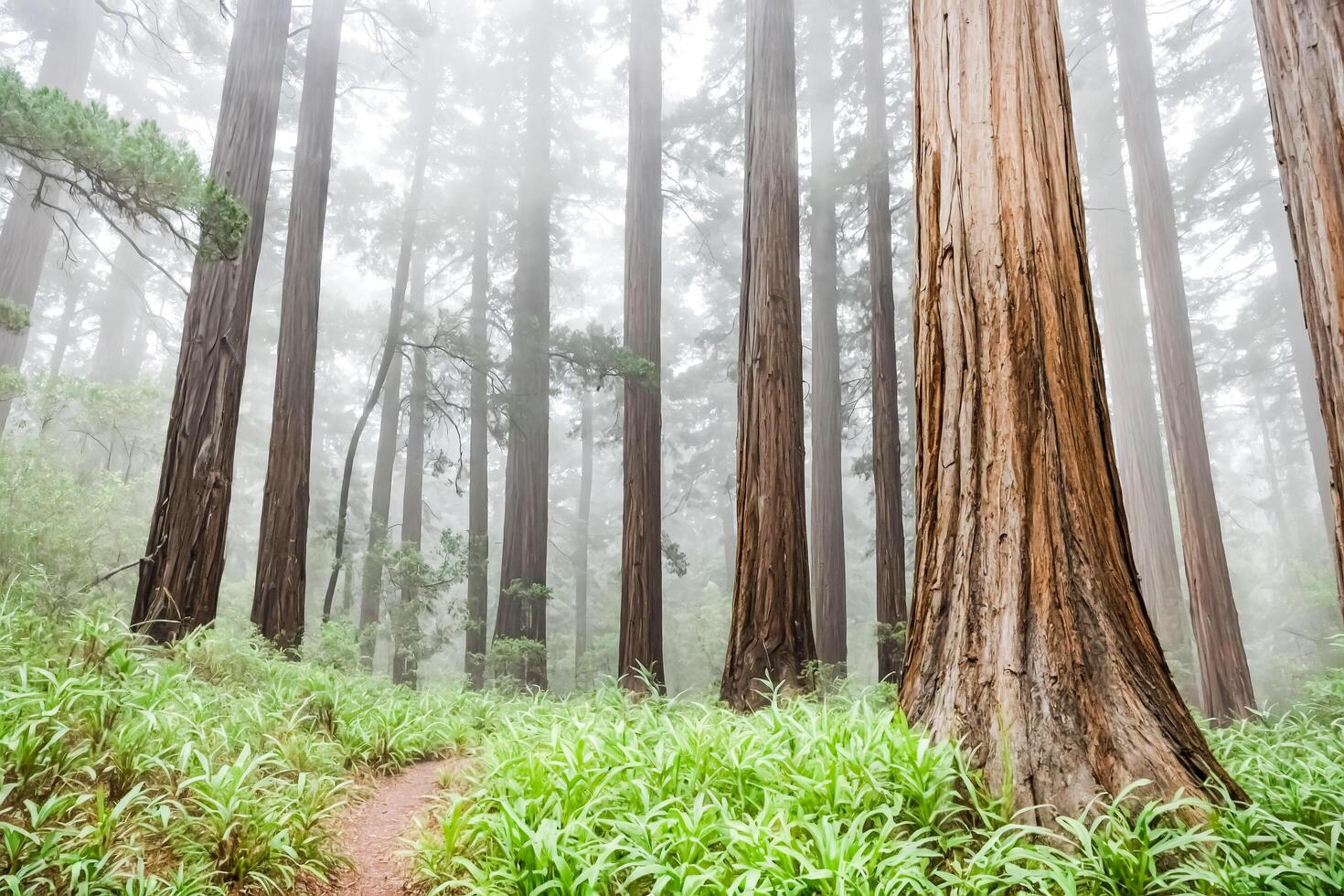 Redwood Forest Path in Fog photo