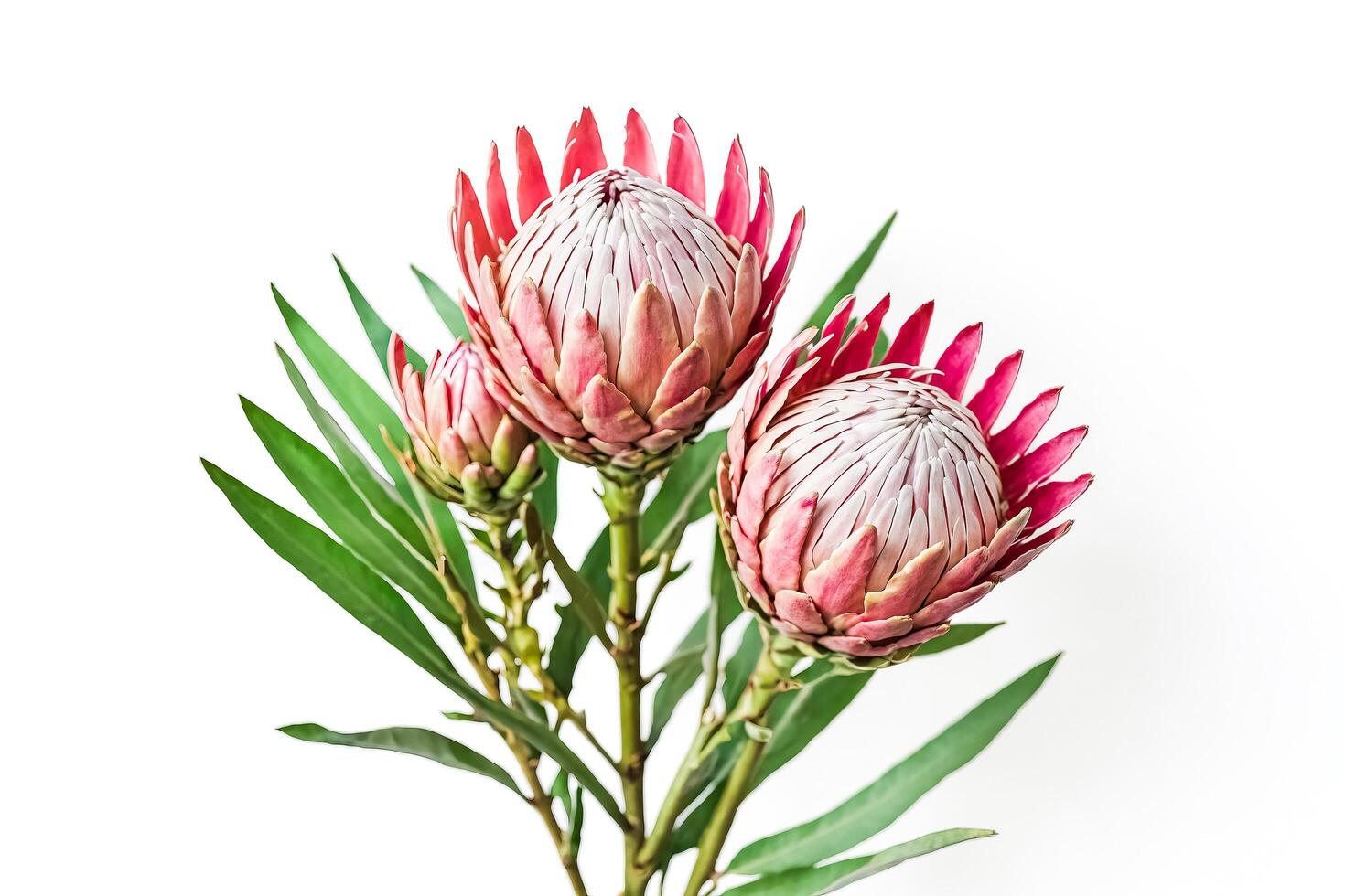 Pink Protea Flower Bouquet Isolated on White Background photo