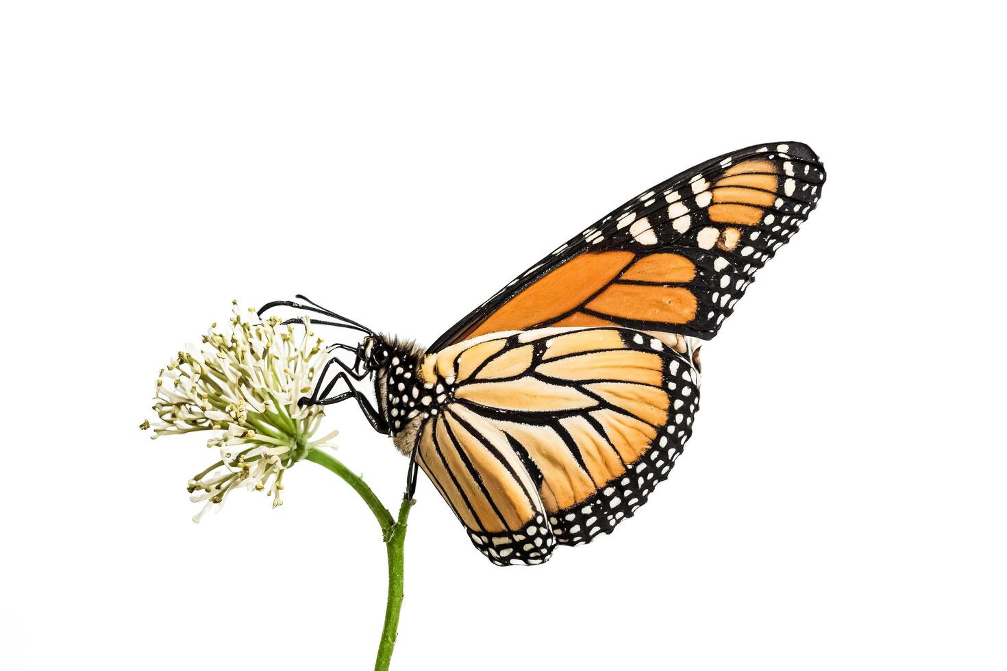 Monarch Butterfly Feeding on a White Flower photo