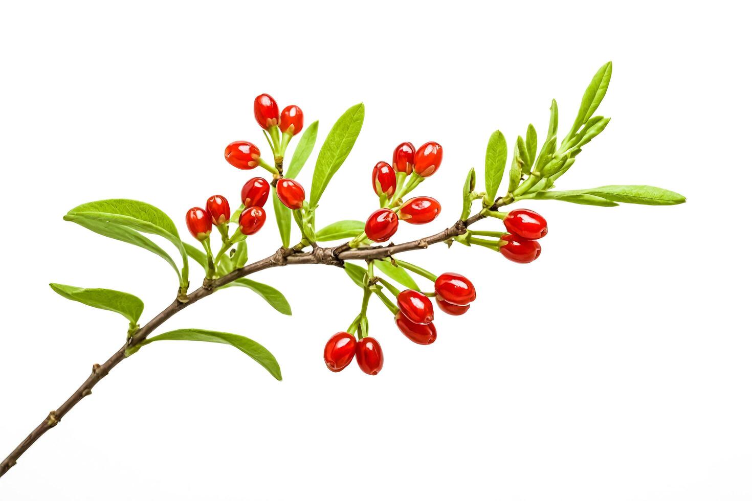 Red Berries on a Branch with Green Leaves photo