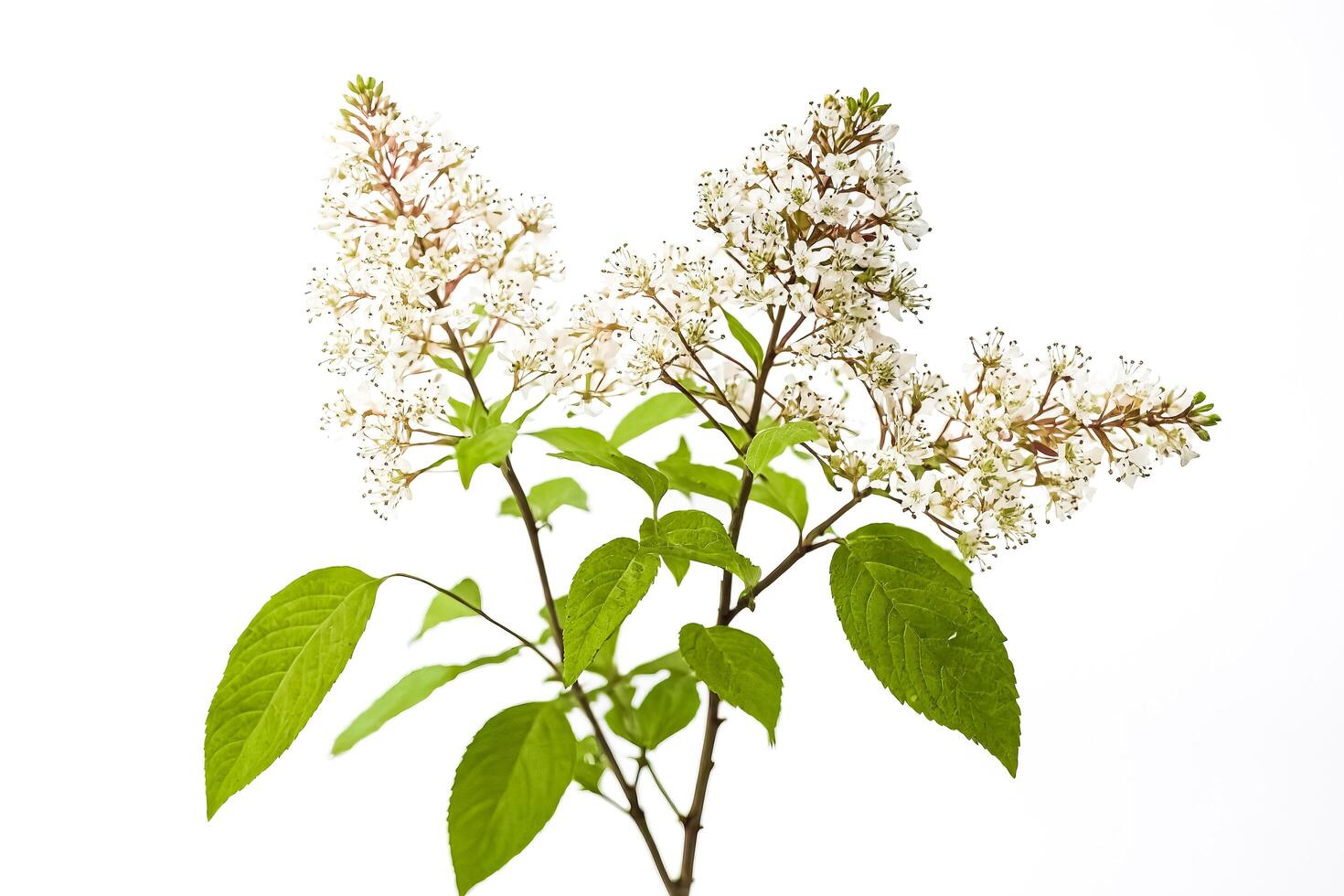 White Flowers and Green Leaves on a Branch photo