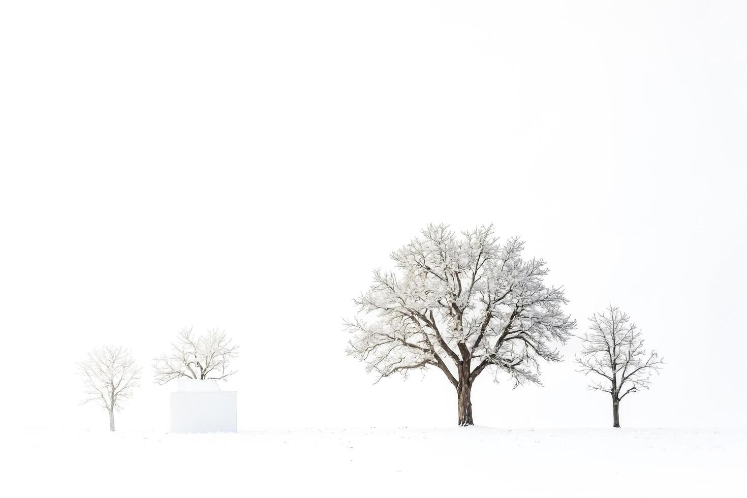Bare Trees in a Snowy Landscape photo
