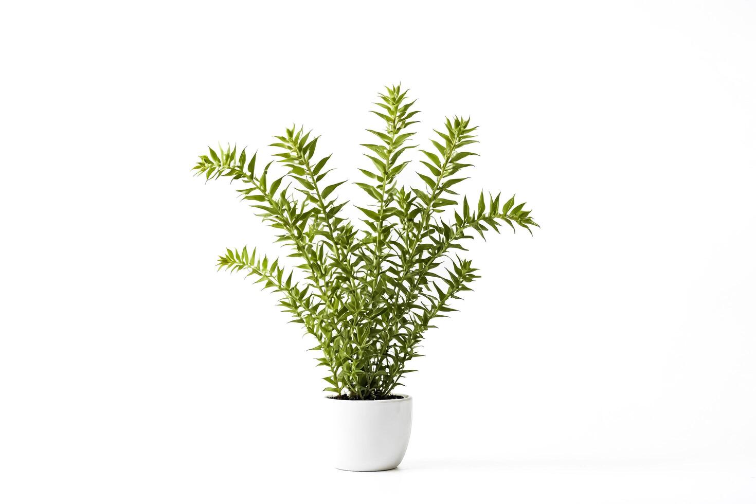 Green Plant in White Pot on White Background photo