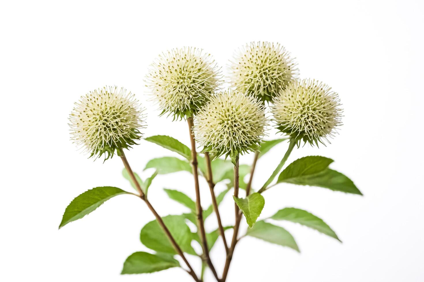 Green and White Flowers on a White Background photo