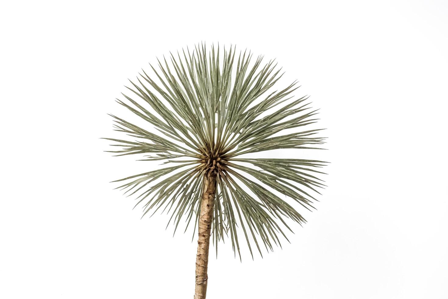 Close-up of a Silvery Palm Tree with White Background photo
