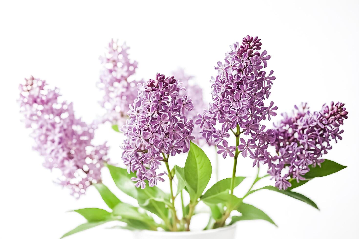 Lilac Blossoms on White Background photo