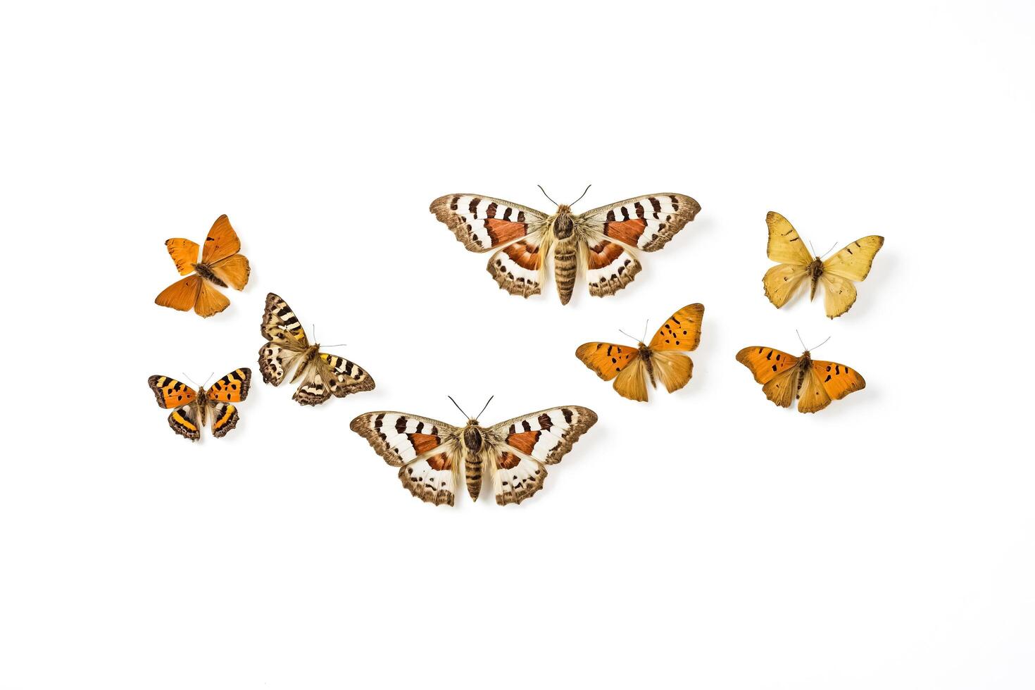 Colorful butterflies on a white background photo