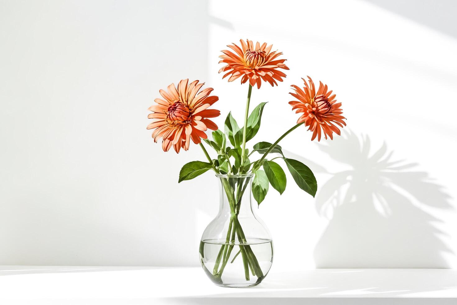 Orange Dahlias in Glass Vase with Sunlit Shadows photo
