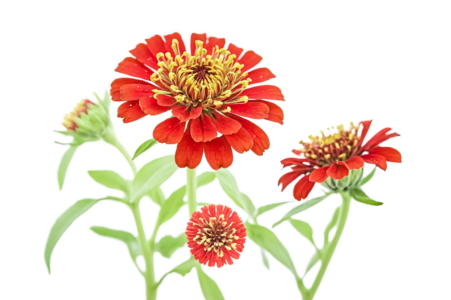 Red Zinnia Flower on a White Background photo