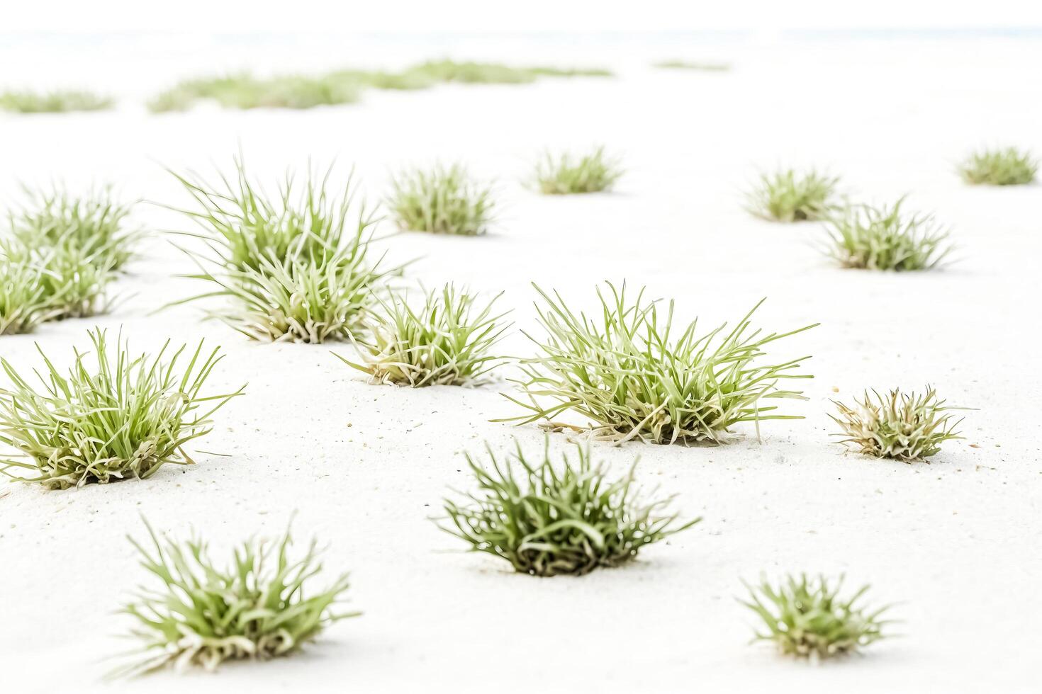 Green Grass on White Sand photo