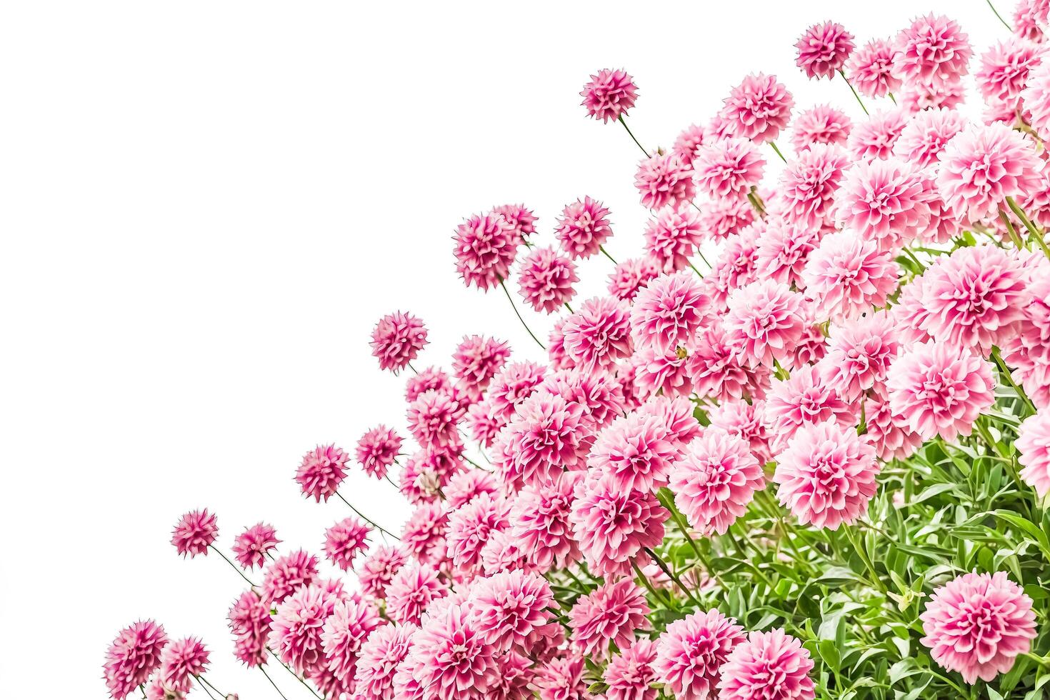 Pink Flowers on White Background photo