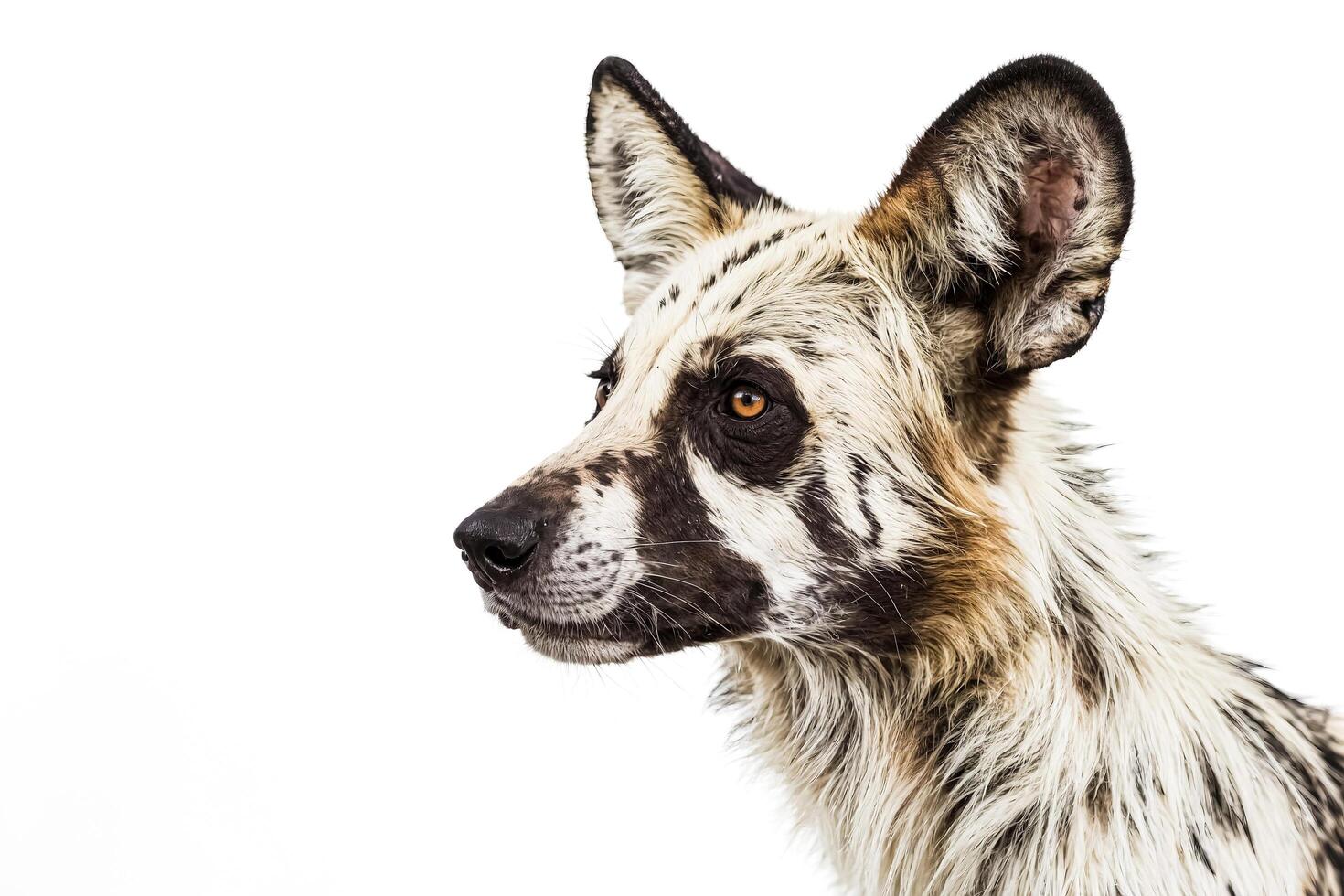 African Wild Dog Portrait photo