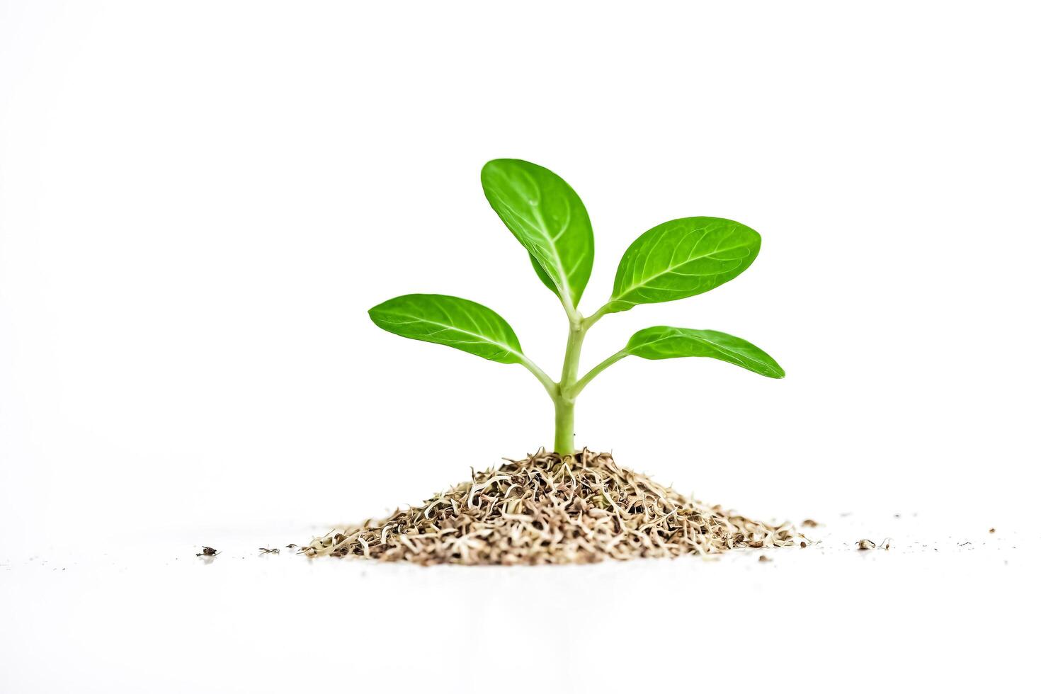 Single Green Sprout Emerging From Soil on White Background photo