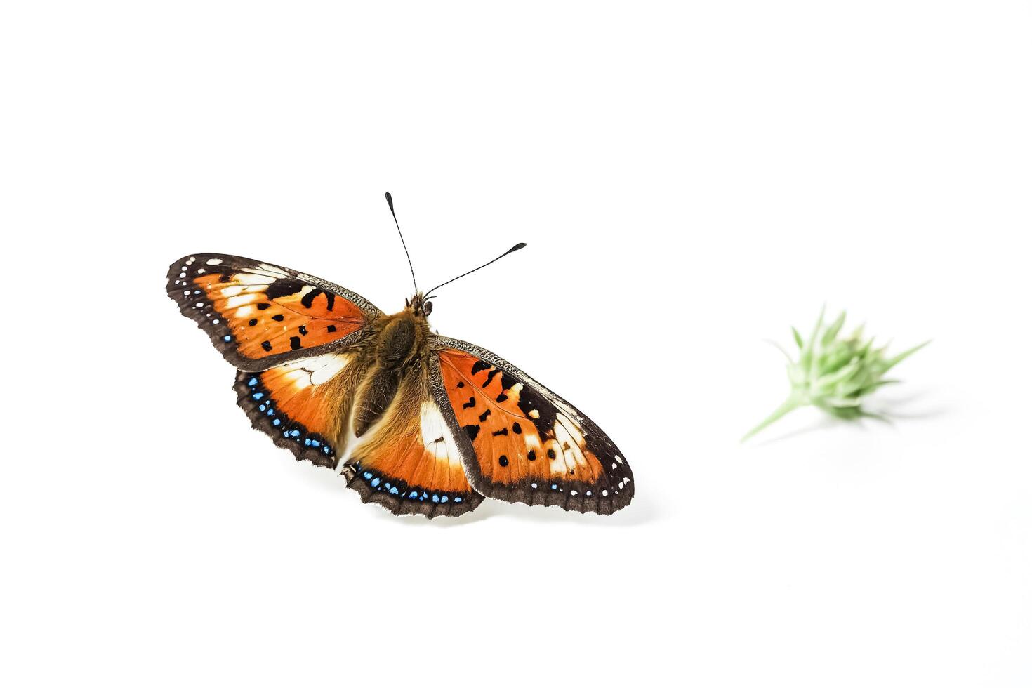 Orange Butterfly With Blue Spots photo