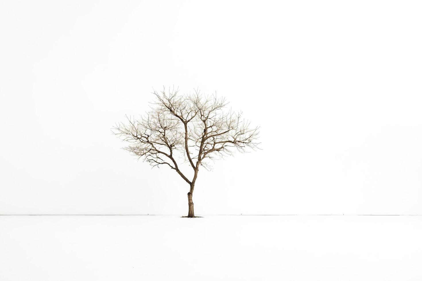 Solitary Tree in a Snowy Field photo